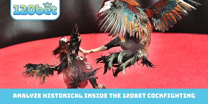 Analyze historical inside the 120Bet Cockfighting