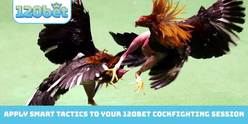 Apply smart tactics to your 120Bet Cockfighting session