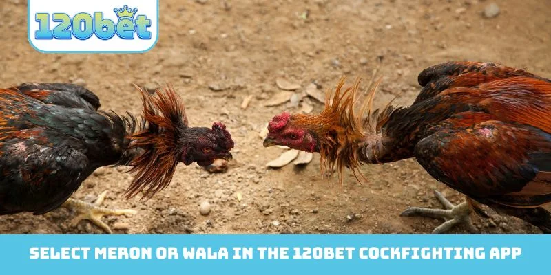 Select Meron or Wala in the 120Bet Cockfighting app