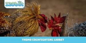 Thomo Cockfighting