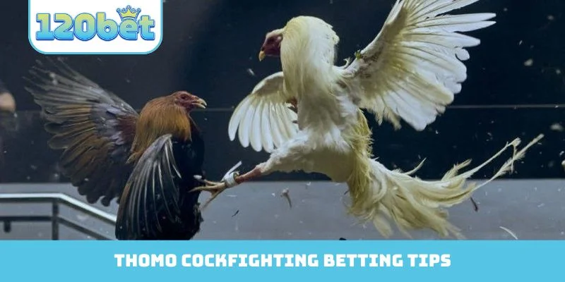 Thomo Cockfighting betting tips