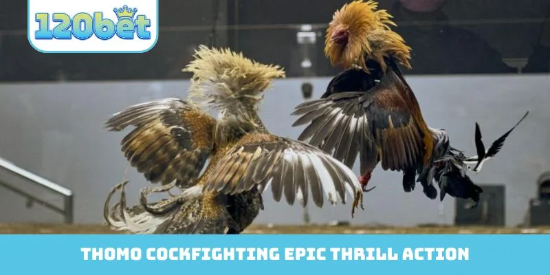 Thomo Cockfighting epic thrill action