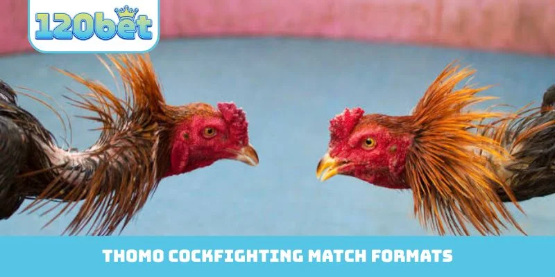 Thomo Cockfighting match formats